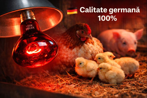 Stimulator Oat - Gaini